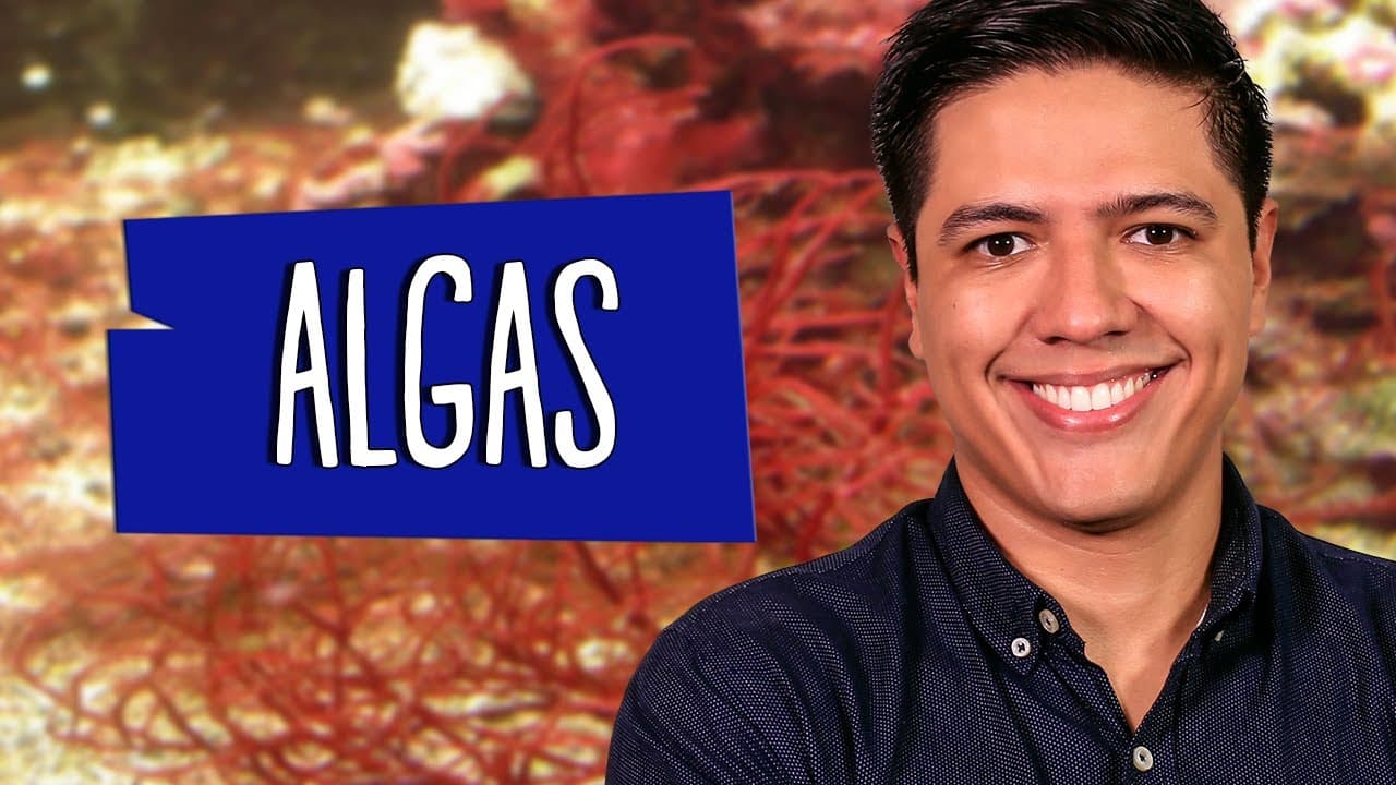 Thumbnail: REINO PROTISTA: PROTOCTISTA - ALGAS - AULA #02  - Prof. Kennedy Ramos