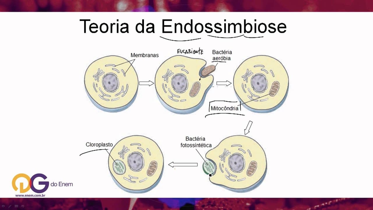 Thumbnail: Biologia: Endossimbiose - ENEM