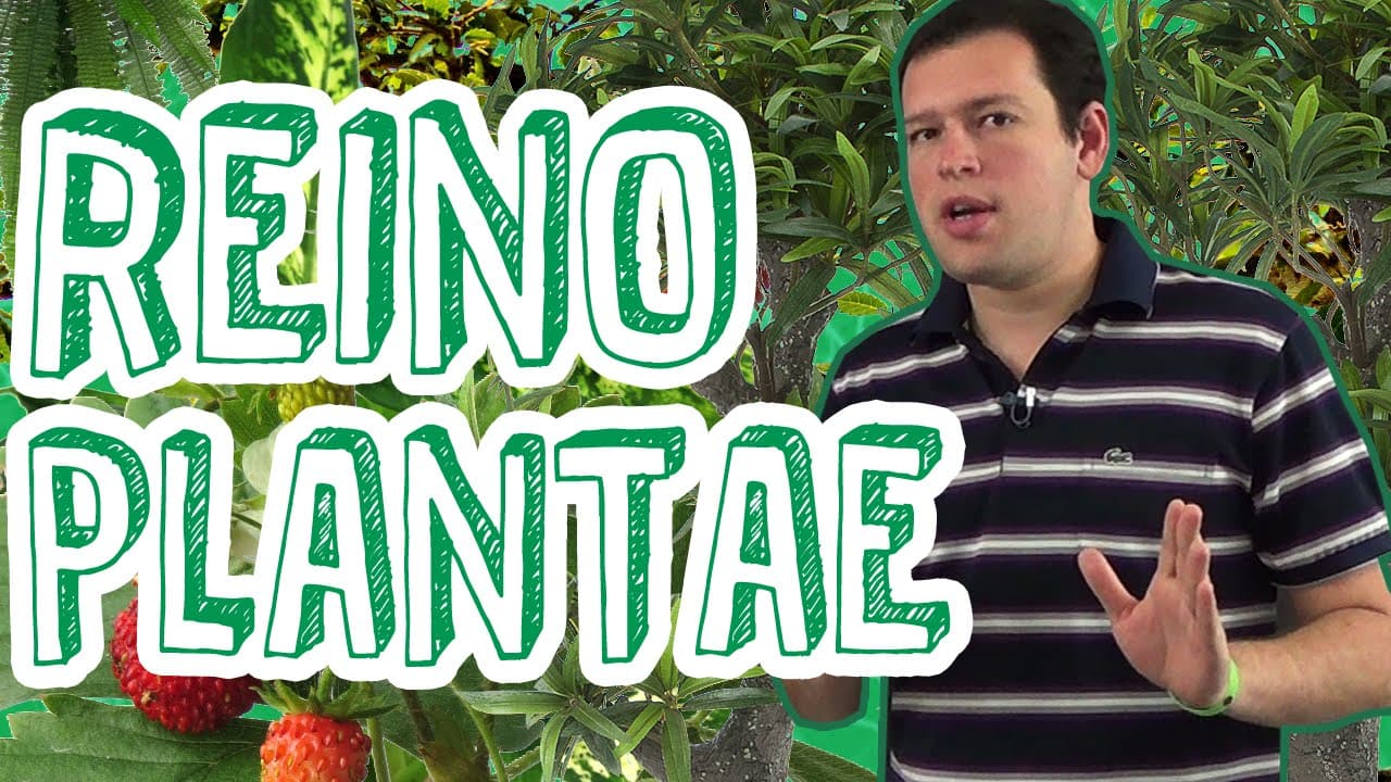 Thumbnail: Aula Biologia - Reino Plantae - Visão Geral e Evolução Vegetal para o Enem e Vestibulares - STOODI