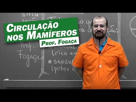 Thumbnail da aula: Biologia - Circulação nos Mamíferos (parte 1)