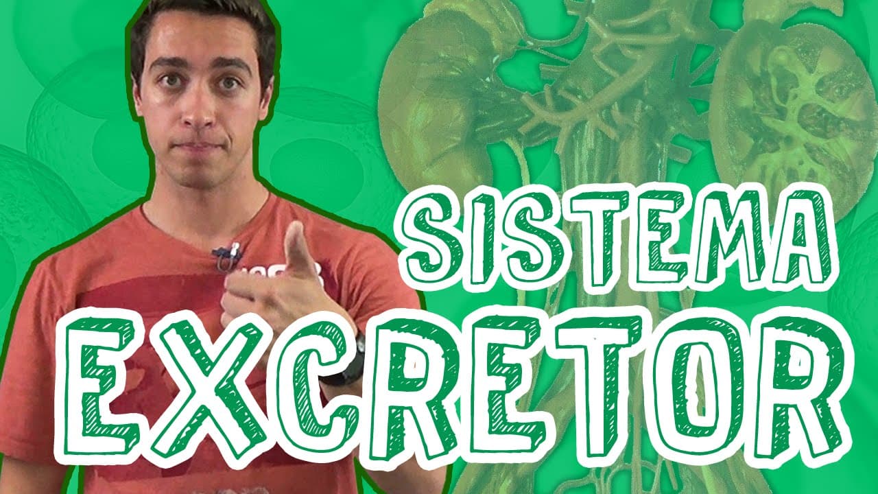 Thumbnail: Aula Biologia - Fisiologia Animal - Sistema Excretor para o Enem e Vestibulares - STOODI