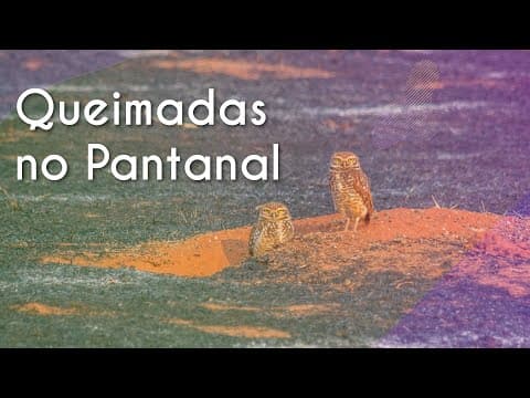 Thumbnail da aula: Queimadas no Pantanal - Brasil Escola