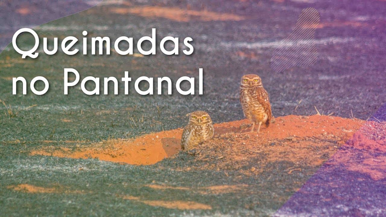 Thumbnail: Queimadas no Pantanal - Brasil Escola