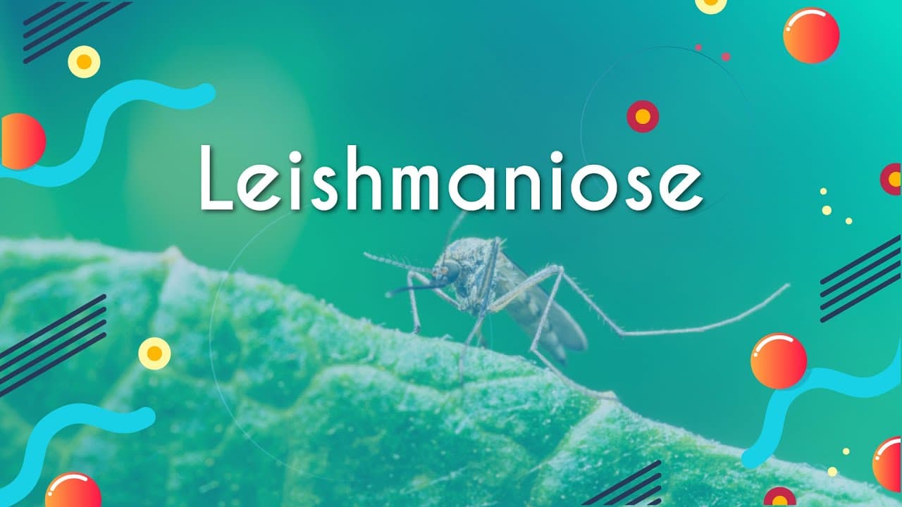 Thumbnail: Leishmaniose - Brasil Escola