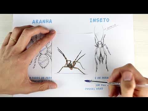 Thumbnail da aula: A diferença entre INSETOS e ARANHAS | Biologia com Samuel Cunha
