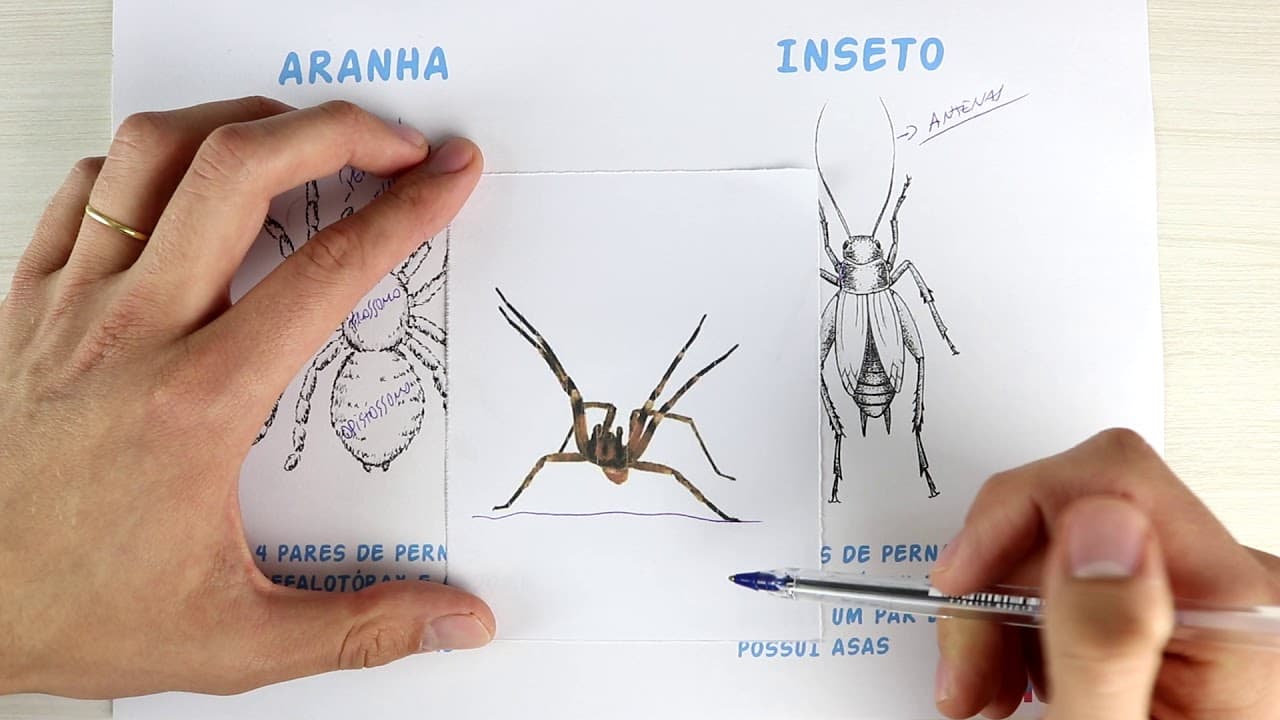Thumbnail: A diferença entre INSETOS e ARANHAS | Biologia com Samuel Cunha
