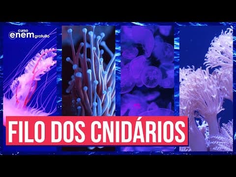 Thumbnail da aula: O FILO DOS CNIDÁRIOS (ZOOLOGIA) | Resumo de Biologia para o Enem