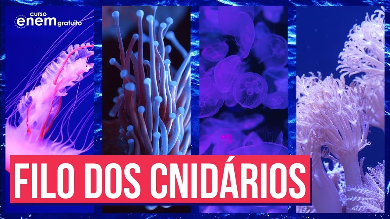Thumbnail: O FILO DOS CNIDÁRIOS (ZOOLOGIA) | Resumo de Biologia para o Enem