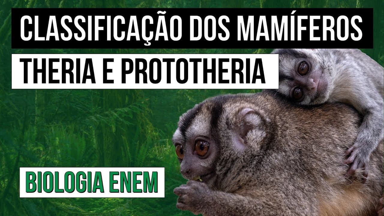 Thumbnail: CLASSIFICAÇÃO DOS MAMÍFEROS: Theria e Prototheria | Biologia para o Enem | Cláudia de Souza Aguiar