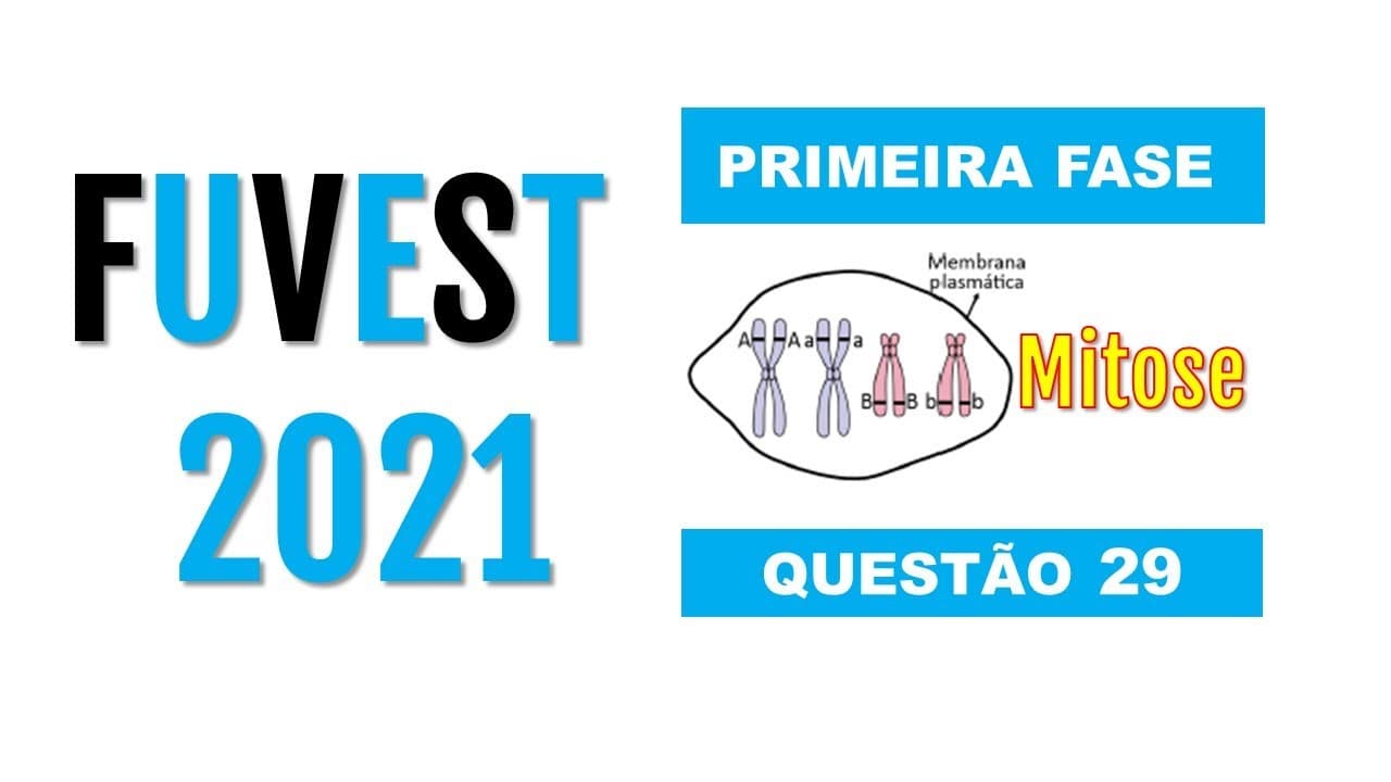 Thumbnail: (FUVEST 2021) Considere dois genes (A e B) localizados em cromossomos diferentes e seus...