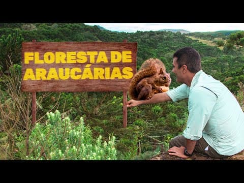 Thumbnail da aula: Floresta de Araucárias | Biomas do Brasil | Ep. 13