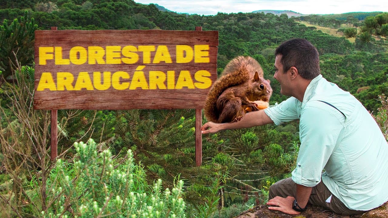 Thumbnail: Floresta de Araucárias | Biomas do Brasil | Ep. 13