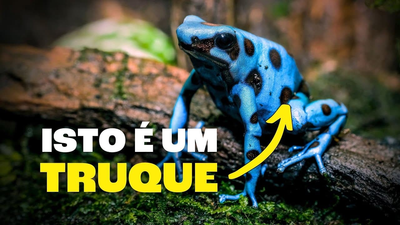Thumbnail: Não Existem Animais e Plantas Azuis?