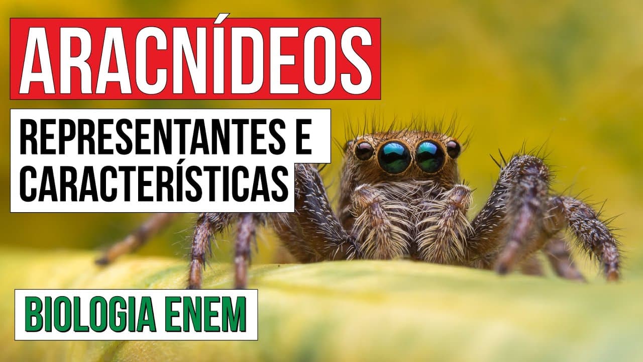 Thumbnail: ARACNÍDEOS: representantes e características | Biologia para o Enem | Cláudia de Souza Aguiar