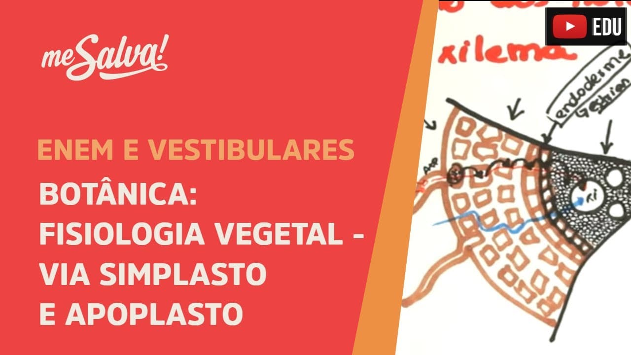 Thumbnail: Me Salva! BOT24 - Botânica - Fisiologia vegetal: Via simplasto e apoplasto( caminho até o xilema )