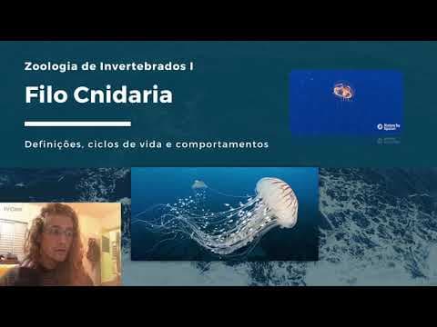 Thumbnail da aula: Filo Cnidaria - PPCC Zoologia de Invertebrados I (2021/1 - UFSC | Biologia - Licenciatura)