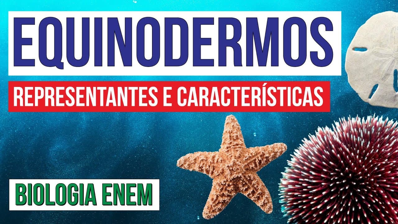Thumbnail: EQUINODERMOS: representantes e características | Biologia para o Enem | Cláudia de Souza Aguiar