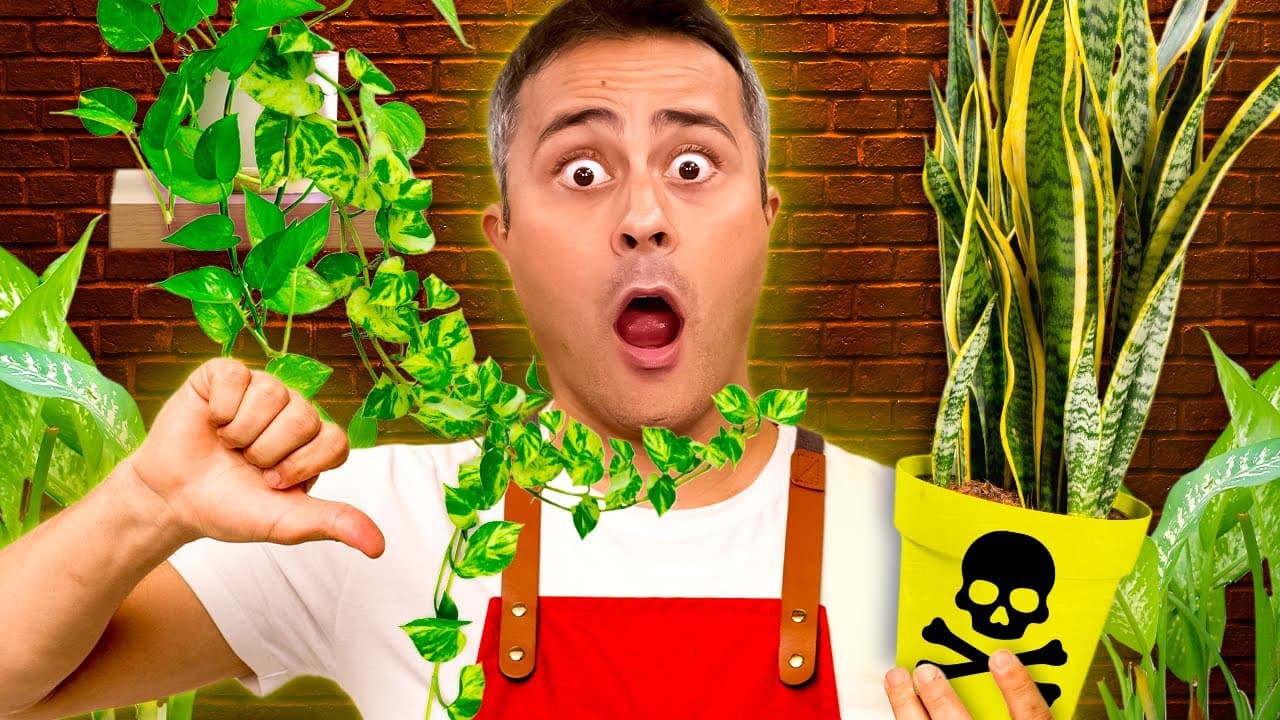 Thumbnail: Plantas VENENOSAS que podem estar na sua casa