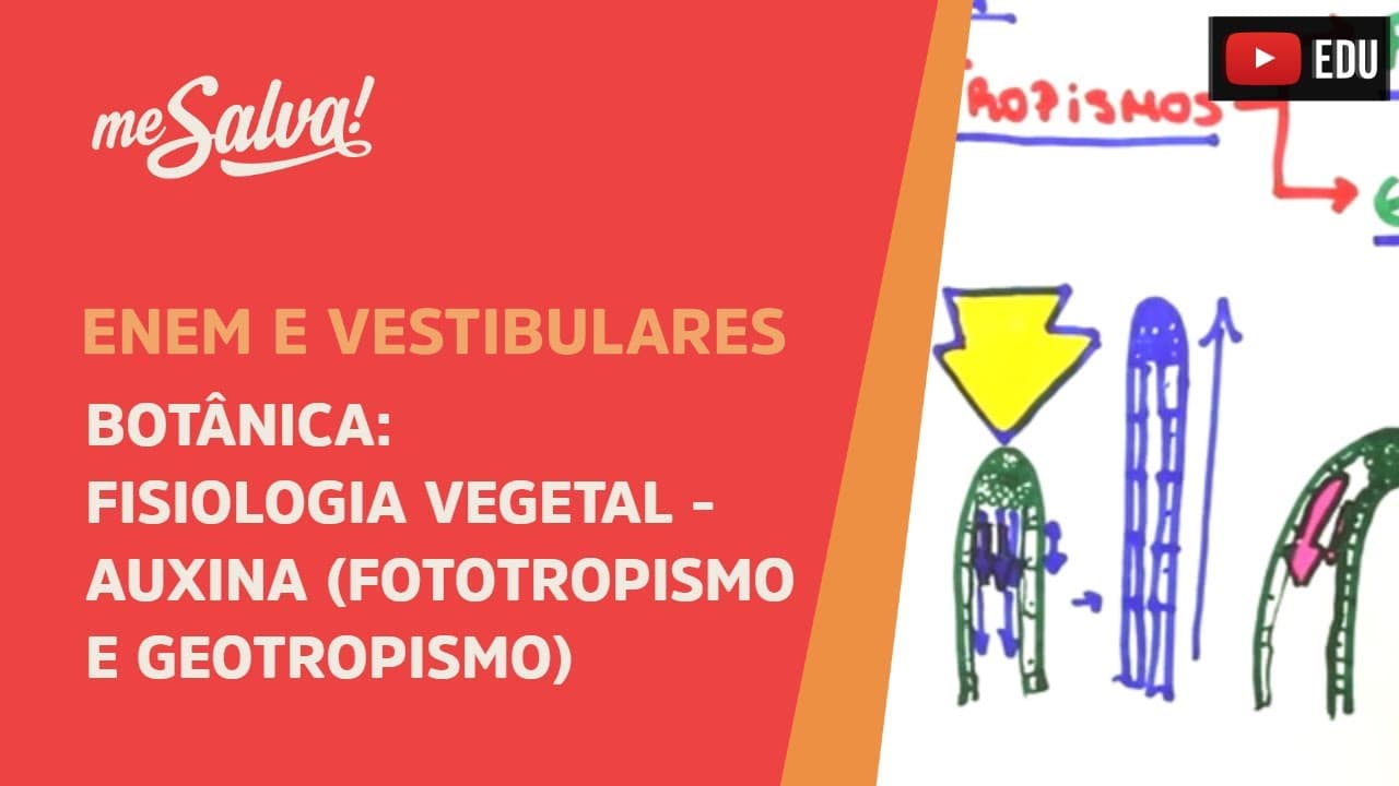 Thumbnail: Me Salva! BOT31 - Botânica - Fisiologia vegetal: Auxina (fototropismo e geotropismo)