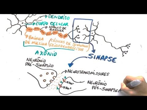 Thumbnail da aula: Neurônio e impulso nervoso - Resumo Professor Gustavo