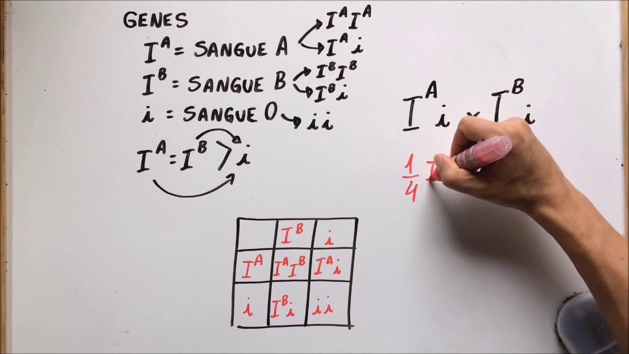 Thumbnail: Sistema ABO (parte II - genes) - Resumo Professor Gustavo