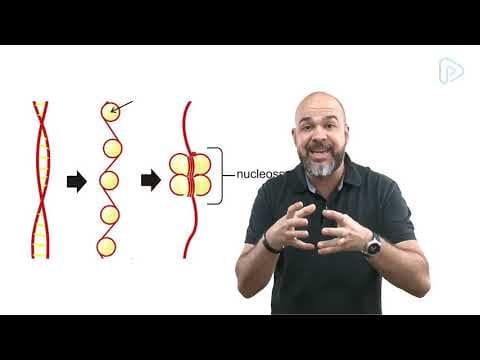 Thumbnail da aula: Nucleo Celular - Morfologia - Biologia - prof. Nelson
