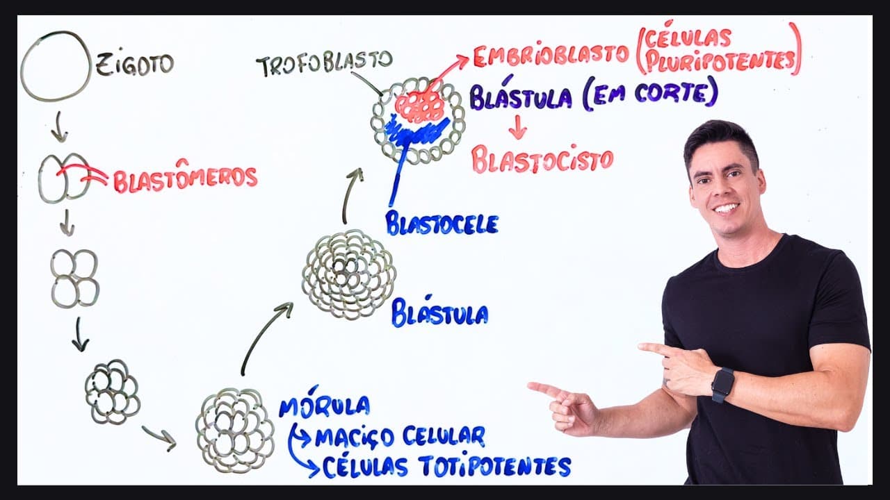Thumbnail: Resumo Segmentação ou Clivagem - Embriologia