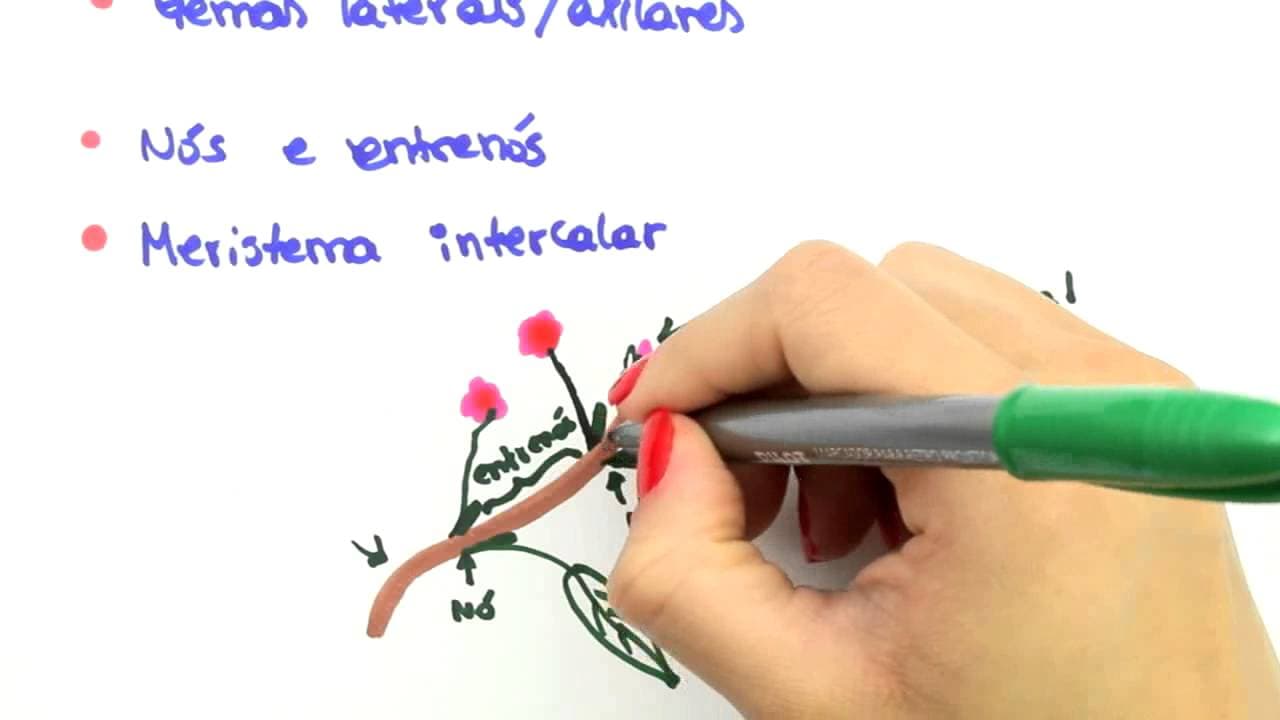 Thumbnail: Me Salva! BOT39 - Botânica - Morfologia vegetal: o caule