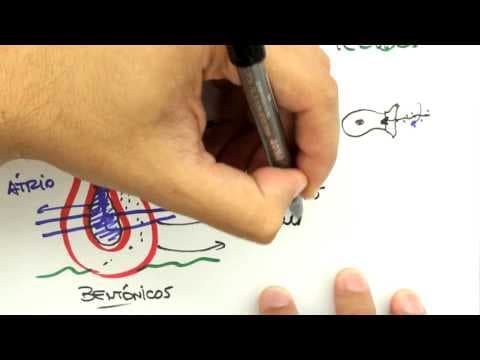 Thumbnail da aula: Me Salva! Extensivo de Biologia - ZOO02 - Poríferos - Aula I - Características Anatômicas