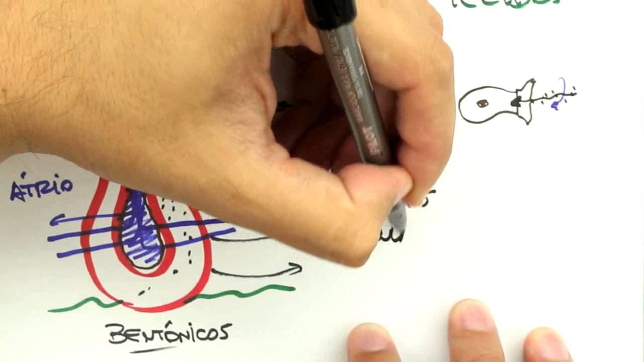 Thumbnail: Me Salva! Extensivo de Biologia - ZOO02 - Poríferos - Aula I - Características Anatômicas
