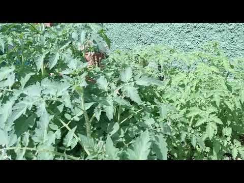 Thumbnail da aula: Horta Tomate Cereja e a Química do Latossolo Roxo