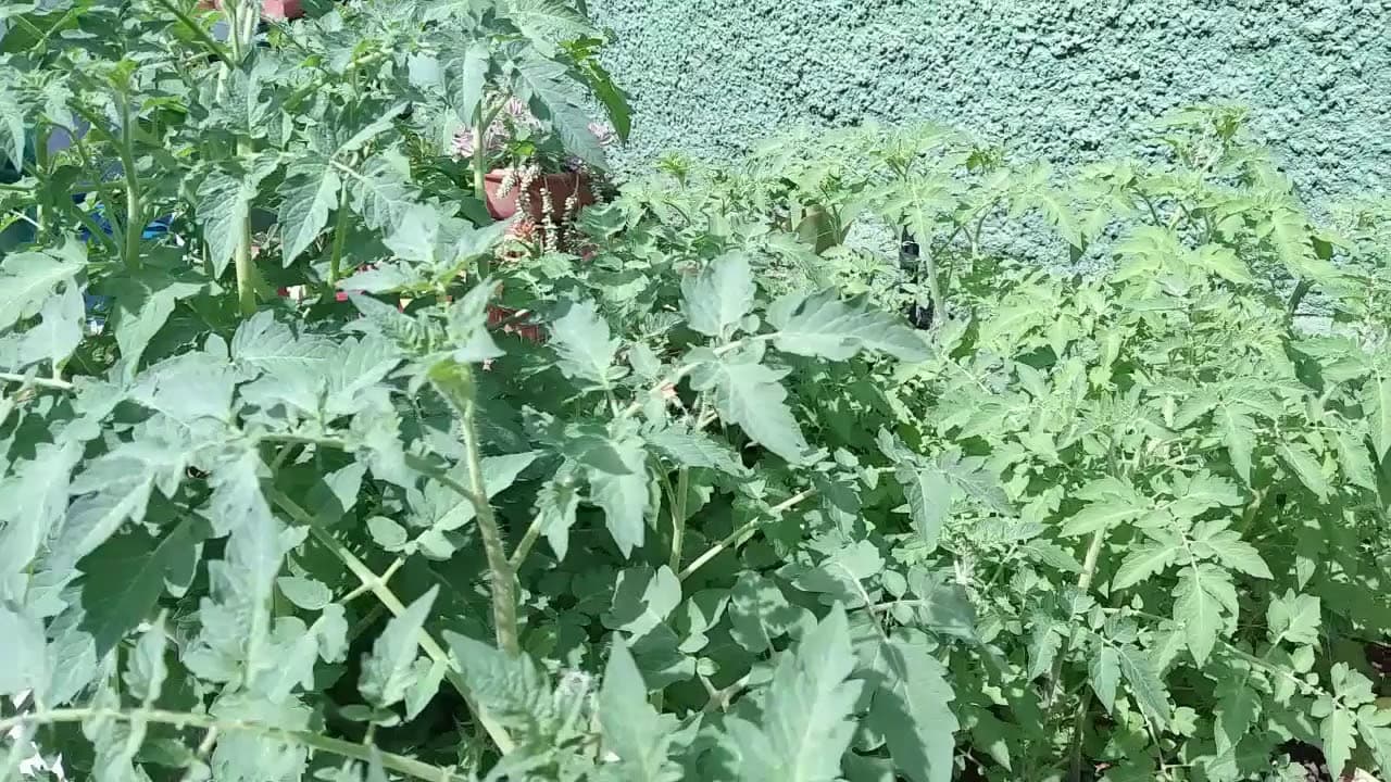 Thumbnail: Horta Tomate Cereja e a Química do Latossolo Roxo