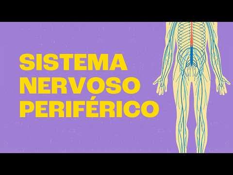 Thumbnail da aula: Sistema Nervoso Periférico | Você Mexe os Dedos por Causa Dele