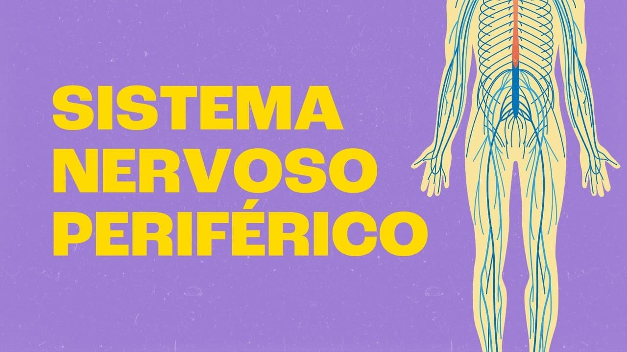 Thumbnail: Sistema Nervoso Periférico | Você Mexe os Dedos por Causa Dele