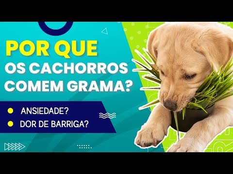 Thumbnail da aula: Por que os cachorros comem grama / mato? | Prof. Gui Responde #ep01