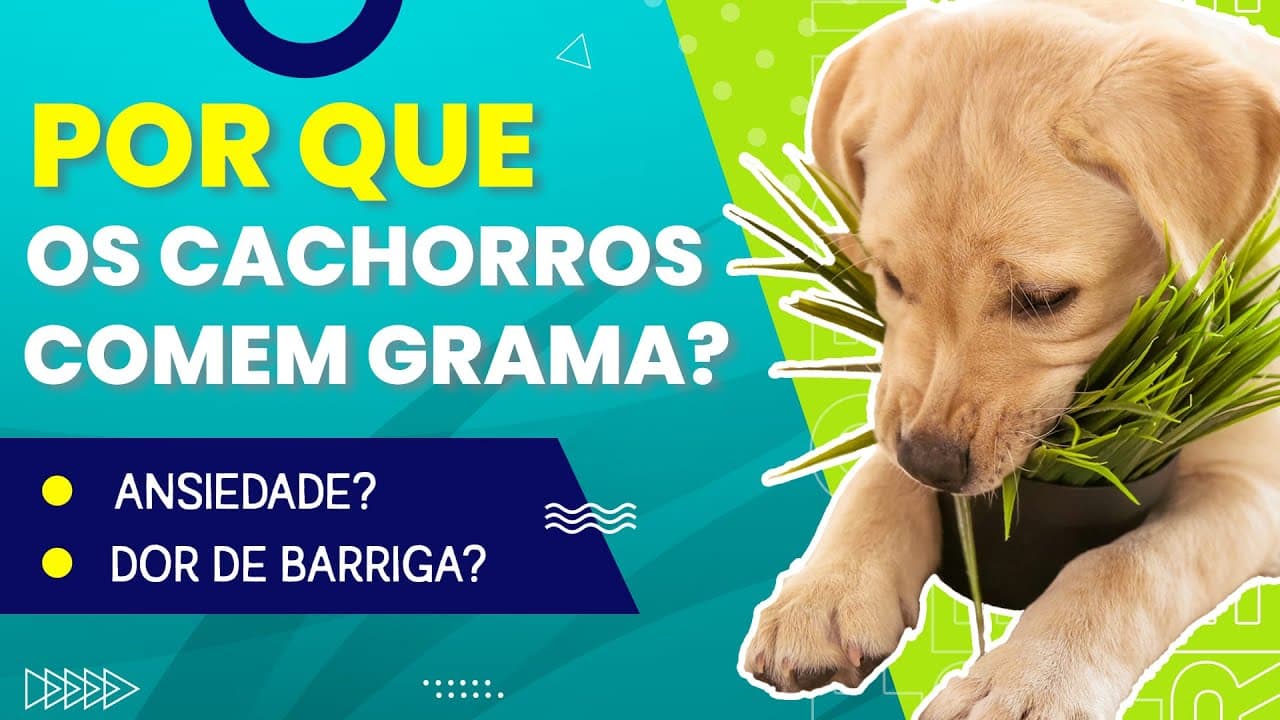 Thumbnail: Por que os cachorros comem grama / mato? | Prof. Gui Responde #ep01