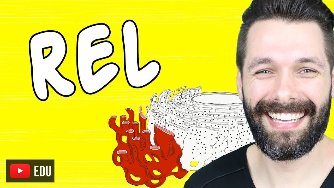 Thumbnail: RETÍCULO ENDOPLASMÁTICO LISO OU AGRANULAR | Biologia com Samuel Cunha