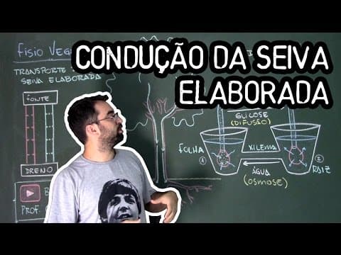 Thumbnail da aula: Condução de Seiva Elaborada - Fisiologia Vegetal - Aula 26: Botânica (Prof. Guilherme)