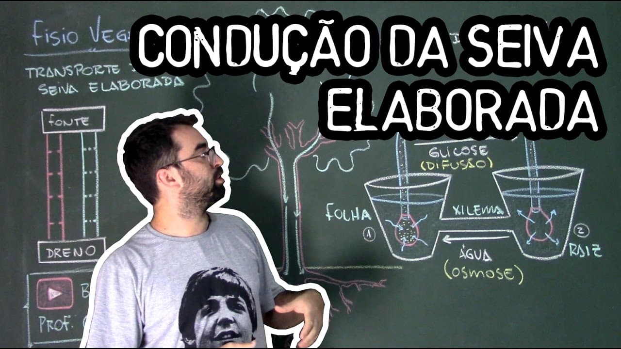 Thumbnail: Condução de Seiva Elaborada - Fisiologia Vegetal - Aula 26: Botânica (Prof. Guilherme)