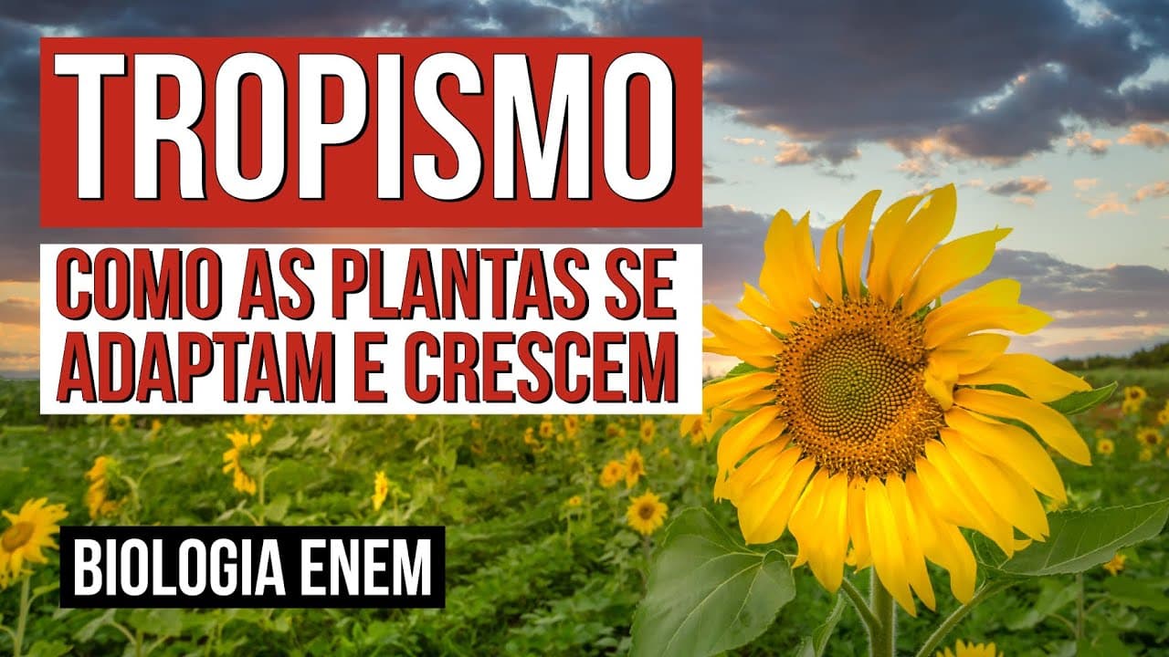 Thumbnail: TROPISMO: como as plantas se adaptam e crescem | Biologia para o Enem | Cláudia de Souza Aguiar