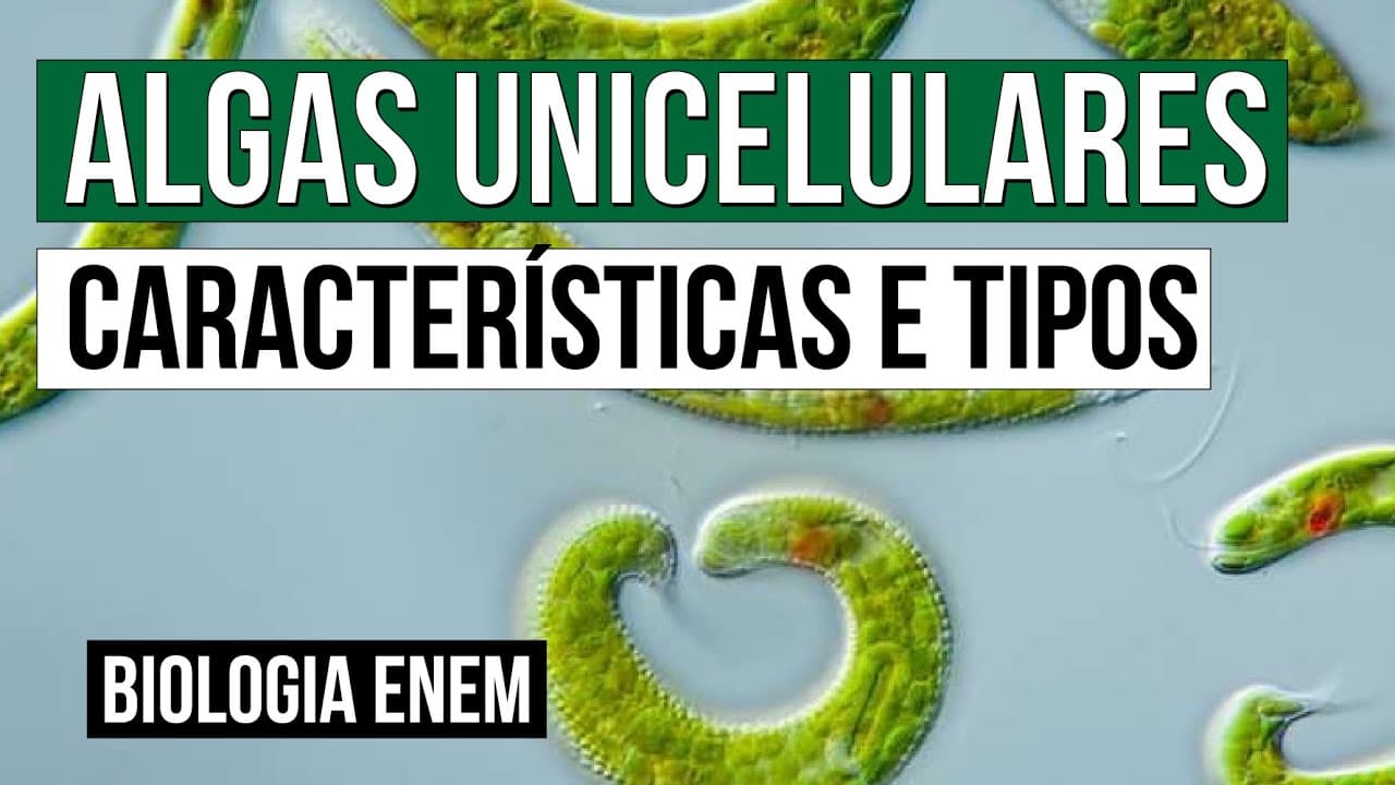 Thumbnail: ALGAS UNICELULARES: características e tipos | Biologia para o Enem | Cláudia de Souza Aguiar