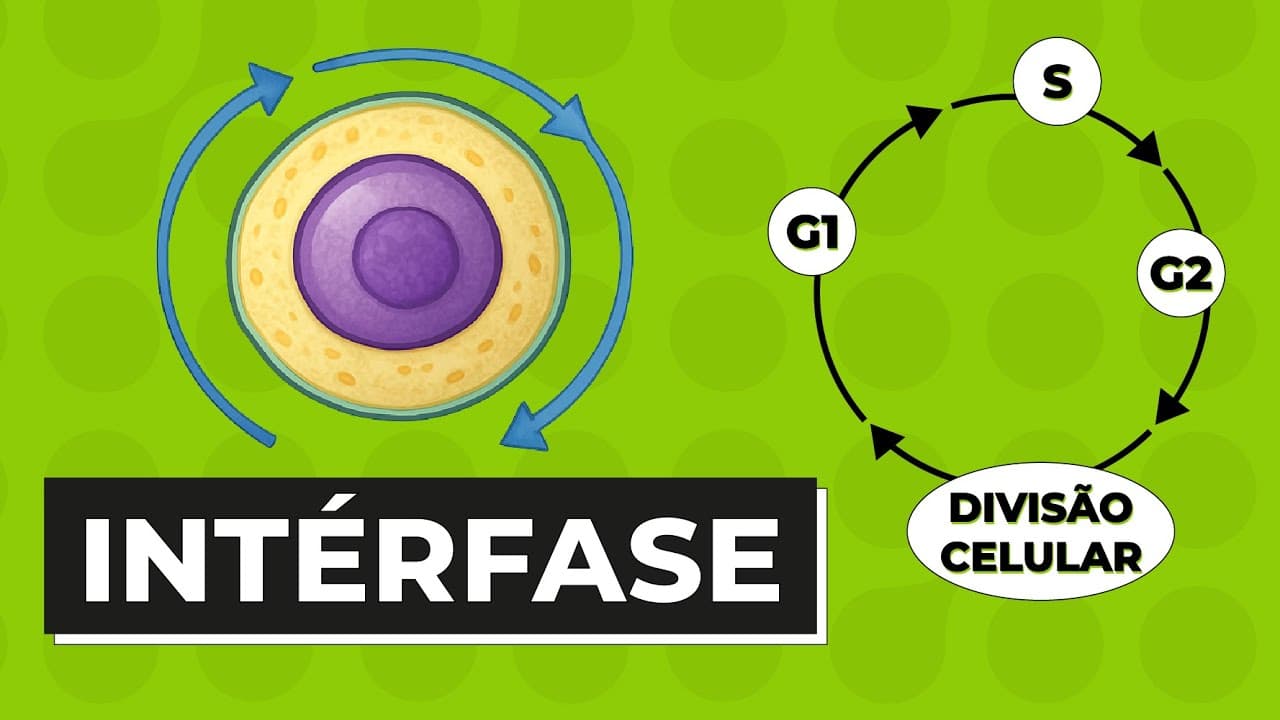 Thumbnail: INTÉRFASE | Resumo de Biologia para o Enem