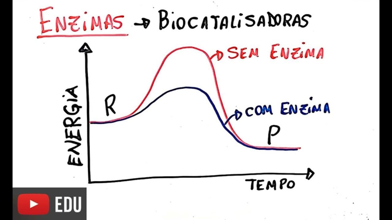 Thumbnail: Proteínas - Enzimas