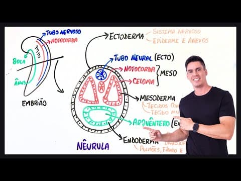 Thumbnail da aula: Resumo Neurulação e Organogênese - Embriologia