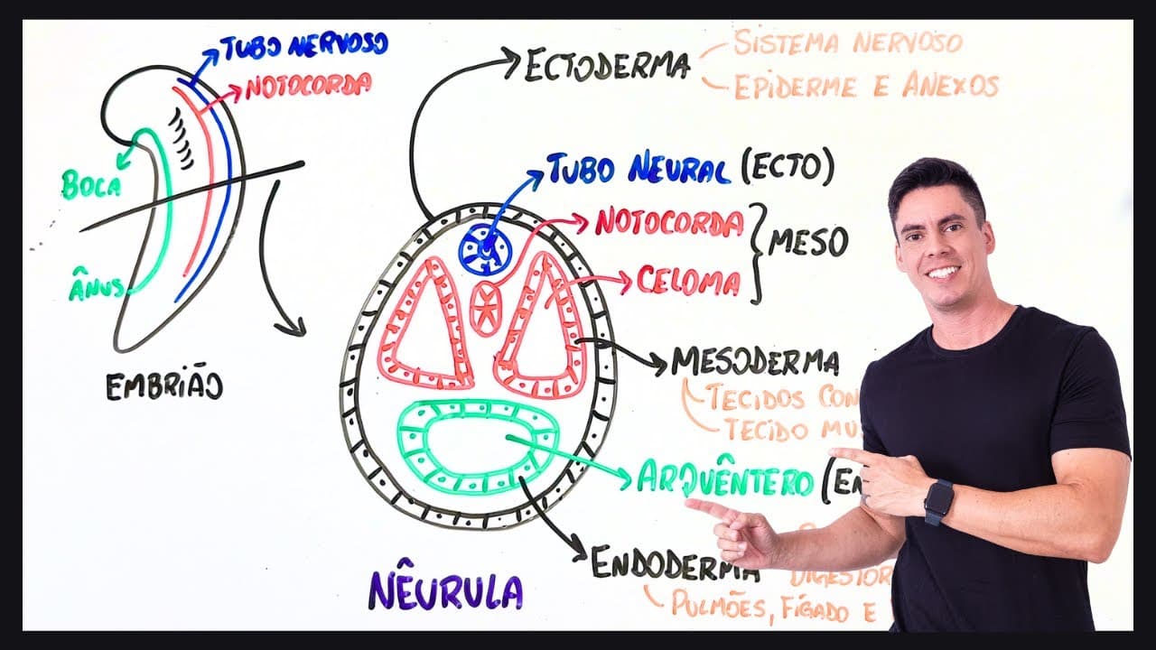 Thumbnail: Resumo Neurulação e Organogênese - Embriologia