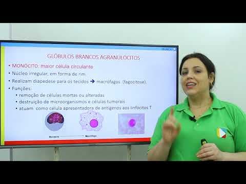 Thumbnail da aula: Biologia - Sangue: Plasma, Hemácias, Leucócitos e Plaquetas