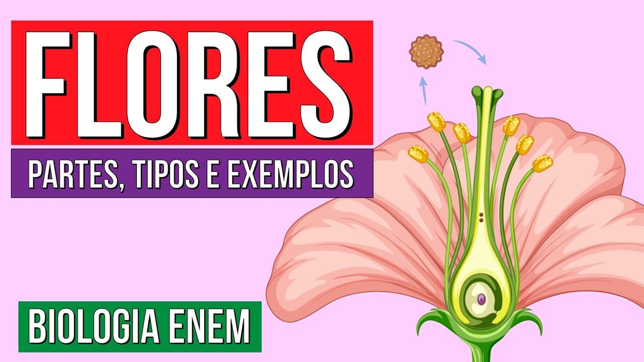 Thumbnail: FLORES DAS ANGIOSPERMAS: Partes, tipos e exemplos | Resumo de Biologia Enem. Profe Claudia Aguiar
