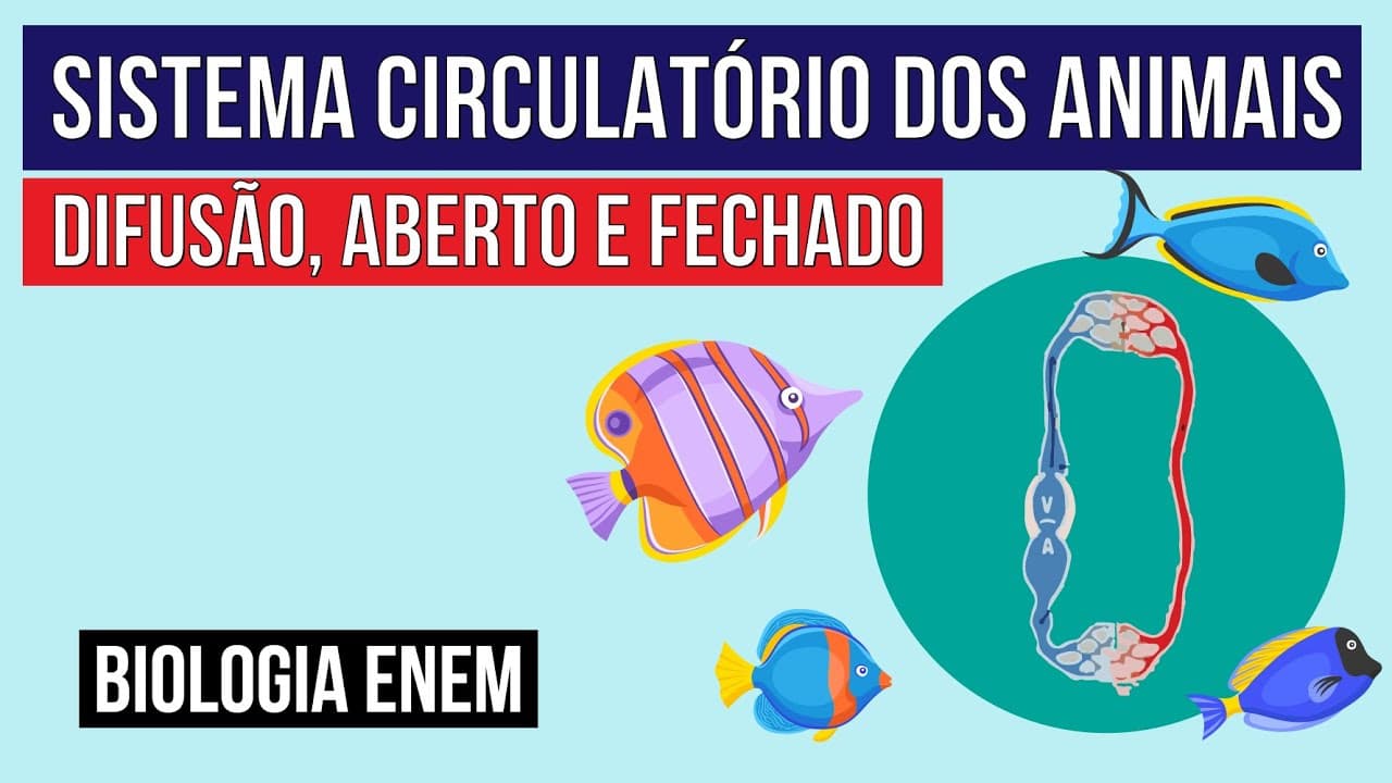 Thumbnail: SISTEMA CIRCULATÓRIO DOS ANIMAIS: difusão, aberto e fechado | Biologia para o Enem | Cláudia Aguiar