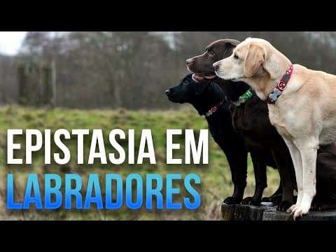 Thumbnail da aula: Epistasia em labradores - Aula 12 - Módulo 2: Genética