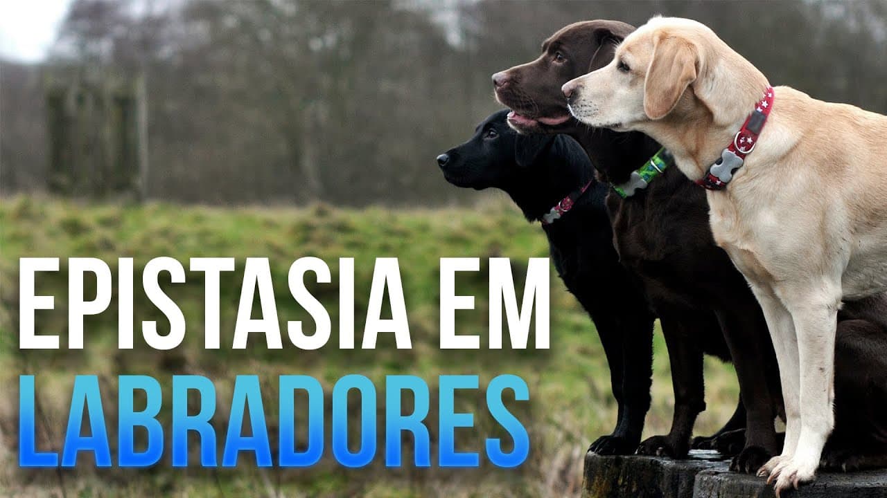 Thumbnail: Epistasia em labradores - Aula 12 - Módulo 2: Genética
